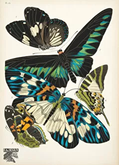 Plate 10, from Papillons, pub. 1925 (pochoir print)
