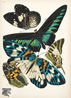 Plate 10, from Papillons, pub. 1925 (pochoir print) Plate 10, from Papillons, pub. 1925 (pochoir print)