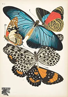 Plate 11, from Papillons, pub. 1925 (pochoir print) Plate 11, from Papillons, pub. 1925 (pochoir print)