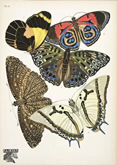 Plate 12, from Papillons, pub. 1925 (pochoir print)