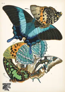 Plate 13, from Papillons, pub. 1925 (pochoir print) Plate 13, from Papillons, pub. 1925 (pochoir print)