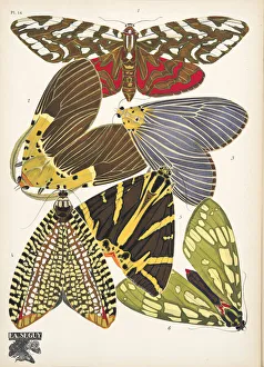 Plate 14, from Papillons, pub. 1925 (pochoir print) Plate 14, from Papillons, pub. 1925 (pochoir print)
