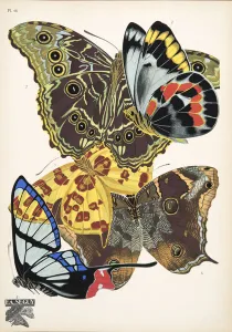 Plate 15, from Papillons, pub. 1925 (pochoir print) Plate 15, from Papillons, pub. 1925 (pochoir print)