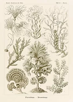 Ernst Haeckel Gallery: Plate 15 Zonaria Fucoideae from Kunstformen der Natur (Art Forms in Nature)