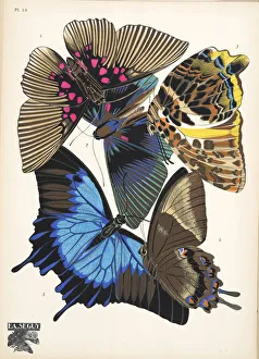Plate 16, from Papillons, pub. 1925 (pochoir print) Plate 16, from Papillons, pub. 1925 (pochoir print)