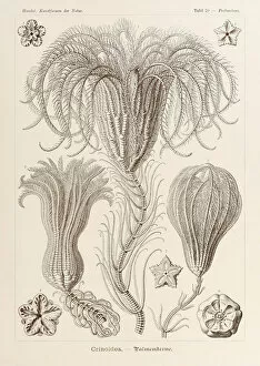 Ernst Haeckel Gallery: Plate 20 Pentacrinus Crinoidea from Kunstformen der Natur (Art Forms in Nature)