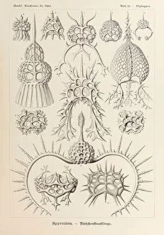 Ernst Haeckel Gallery: Plate 22 Elaphospyris Spyroidea from Kunstformen der Natur (Art Forms in Nature)