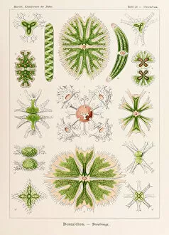 Ernst Haeckel Gallery: Plate 24 Staurastrum Desmidiea from Kunstformen der Natur (Art Forms in Nature)