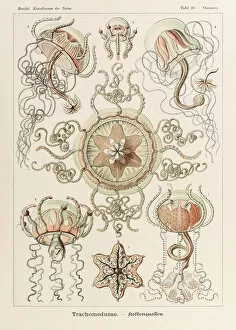 Ernst Haeckel Gallery: Plate 26 Carmaris Trachomedusae from Kunstformen der Natur (Art Forms in Nature)