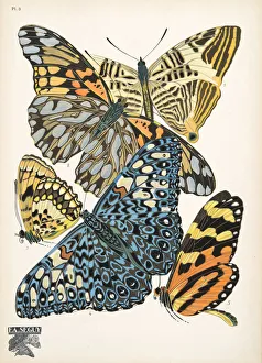 Plate 3, from Papillons, pub. 1925 (pochoir print) Plate 3, from Papillons, pub. 1925 (pochoir print)