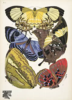 Plate 4, from Papillons, pub. 1925 (pochoir print)