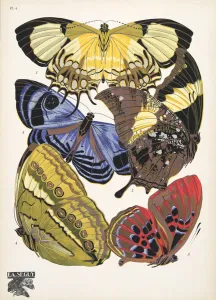 Plate 4, from Papillons, pub. 1925 (pochoir print) Plate 4, from Papillons, pub. 1925 (pochoir print)