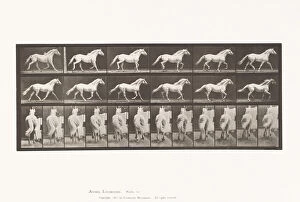Trot Gallery: Plate 596. Trotting; Free; Light-Gray Horse Eagle, 1885 (collotype on paper)