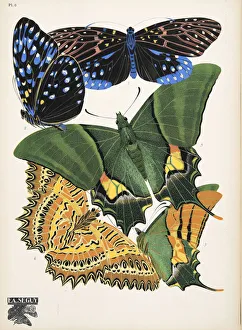 Plate 6, from Papillons, pub. 1925 (pochoir print) Plate 6, from Papillons, pub. 1925 (pochoir print)