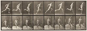 Plate 67. Running, 1872-85 (collotype on paper) Plate 67. Running, 1872-85 (collotype on paper)
