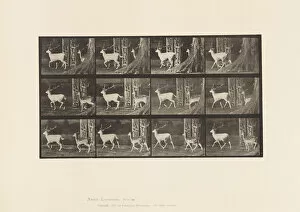 Trot Gallery: Plate 685. Fallow Deer; Buck and Doe; Trotting, 1885 (collotype on paper)