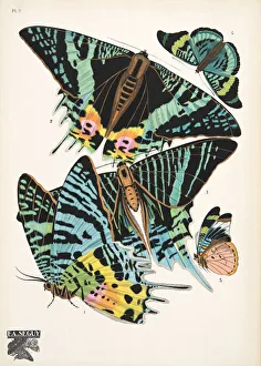 Plate 7, from Papillons, pub. 1925 (pochoir print) Plate 7, from Papillons, pub. 1925 (pochoir print)