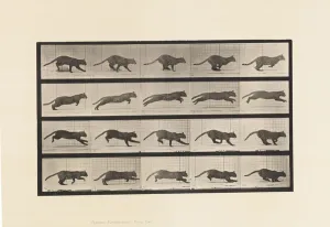 Plate 719. Cat; Galloping, 1885 (collotype on paper) Plate 719. Cat; Galloping, 1885 (collotype on paper)