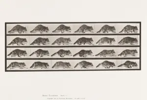 Plate 744. Raccoon; Walking; Change to Galloping, 1885 (collotype on paper) Plate 744. Raccoon; Walking; Change to Galloping, 1885 (collotype on paper)