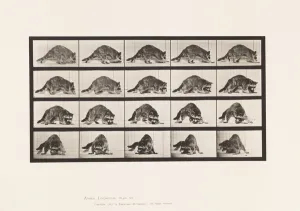Plate 745. Raccoon; Walking; and Turning Around, 1885 (collotype on paper) Plate 745. Raccoon; Walking; and Turning Around, 1885 (collotype on paper)