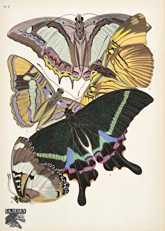 Plate 8, from Papillons, pub. 1925 (pochoir print) Plate 8, from Papillons, pub. 1925 (pochoir print)