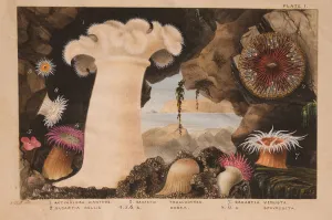 Plate I, study for Actinologia Britannica: A History of the British Sea Anemones Plate I, study for Actinologia Britannica: A History of the British Sea Anemones