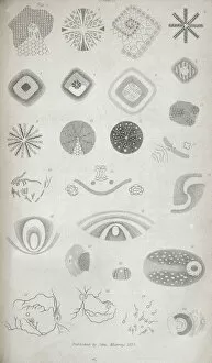 Nerve Gallery: Plate II from Contributions of the physiology of vision No
