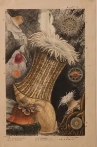 Plate II, study for Actinologia Britannica: A History of the British Sea Anemones Plate II, study for Actinologia Britannica: A History of the British Sea Anemones