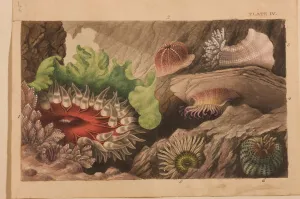 Plate IV, study for Actinologia Britannica: A History of the British Sea Anemones Plate IV, study for Actinologia Britannica: A History of the British Sea Anemones