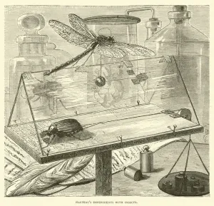Plateau's Experiments with Insects (engraving) Plateau's Experiments with Insects (engraving)