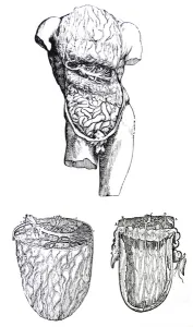 The Plates from the Fifth Book of the De Humani Corporis Fabrica The Plates from the Fifth Book of the De Humani Corporis Fabrica