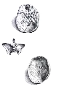 The Plates from the First Book of the De Humani Corporis Fabrica The Plates from the First Book of the De Humani Corporis Fabrica