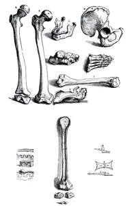 The Plates from the First Book of the De Humani Corporis Fabrica by Andreas Vesalius The Plates from the First Book of the De Humani Corporis Fabrica by Andreas Vesalius