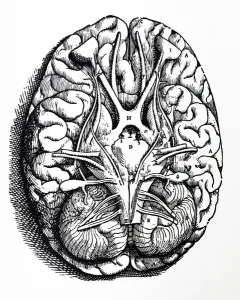 The Plates from the Fourth Book of the De Humani Corporis Fabrica The Plates from the Fourth Book of the De Humani Corporis Fabrica
