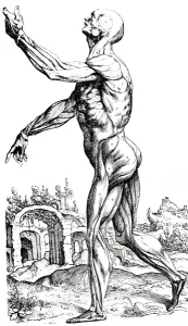 The Plates from the Second Book of the De Humani Corporis Fabrica The Plates from the Second Book of the De Humani Corporis Fabrica