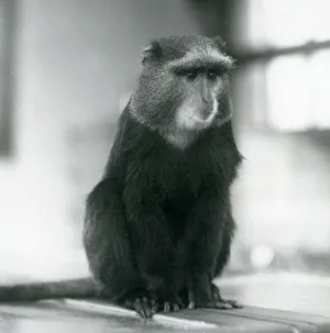 A Pluto Monkey, or Blue Monkey, sitting on a bench, London Zoo, 1927 (b/w photo) A Pluto Monkey, or Blue Monkey, sitting on a bench, London Zoo, 1927 (b/w photo)