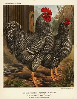 Ainsworth Gallery: Plymouth Rock chickens, 1890 (chromolithograph)