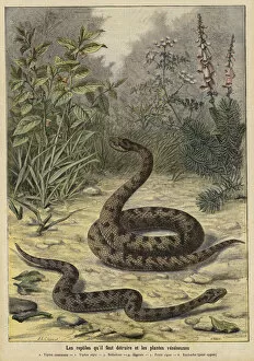 Euphorbia Gallery: Poisonous snakes and plants (colour litho)