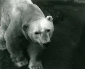 Polar Bear Sam at London Zoo November 1920 (b/w photo) Polar Bear Sam at London Zoo November 1920 (b/w photo)