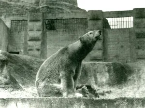 Polar Bear Sam, sitting in his enclosure at the foot of the Mappin Terraces Polar Bear Sam, sitting in his enclosure at the foot of the Mappin Terraces