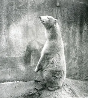 A Polar Bear sitting up on his haunches at London Zoo in 1929 (b/w photo) A Polar Bear sitting up on his haunches at London Zoo in 1929 (b/w photo)