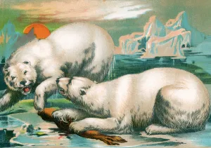 Two Polar Bears Fighting over Seal, 1884 (chromolitho) Two Polar Bears Fighting over Seal, 1884 (chromolitho)