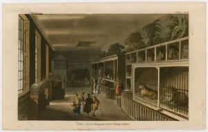 Polito's Royal Menagerie, Exeter Change, Strand (coloured engraving) Polito's Royal Menagerie, Exeter Change, Strand (coloured engraving)