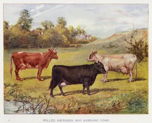 Polled Aberdeen and Ayrshire Cows (colour litho) Polled Aberdeen and Ayrshire Cows (colour litho)