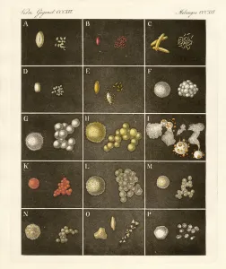 The pollen or pollen of plants (coloured engraving) The pollen or pollen of plants (coloured engraving)