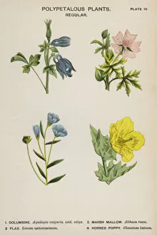 Polypetalous Plants, Regular (colour litho)