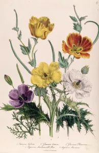 Poppies and Anemones, plate 5 from The Ladies Flower Garden, published 1842 Poppies and Anemones, plate 5 from The Ladies Flower Garden, published 1842