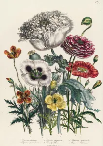 Poppies, plate 4 from The Ladies Flower Garden, published 1842 (colour Poppies, plate 4 from The Ladies Flower Garden, published 1842 (colour