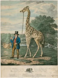 Portrait of the Giraffe, 1827 (coloured engraving) Portrait of the Giraffe, 1827 (coloured engraving)