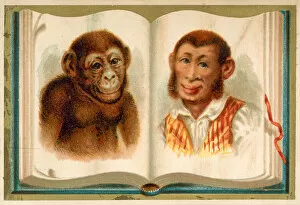 Portraits of an ape and a man (chromolitho)